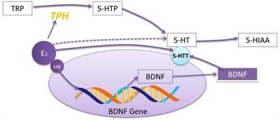 Sex Differences in Depression Caused by Early Life Stress and Related Mechanisms